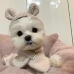 Дарина​